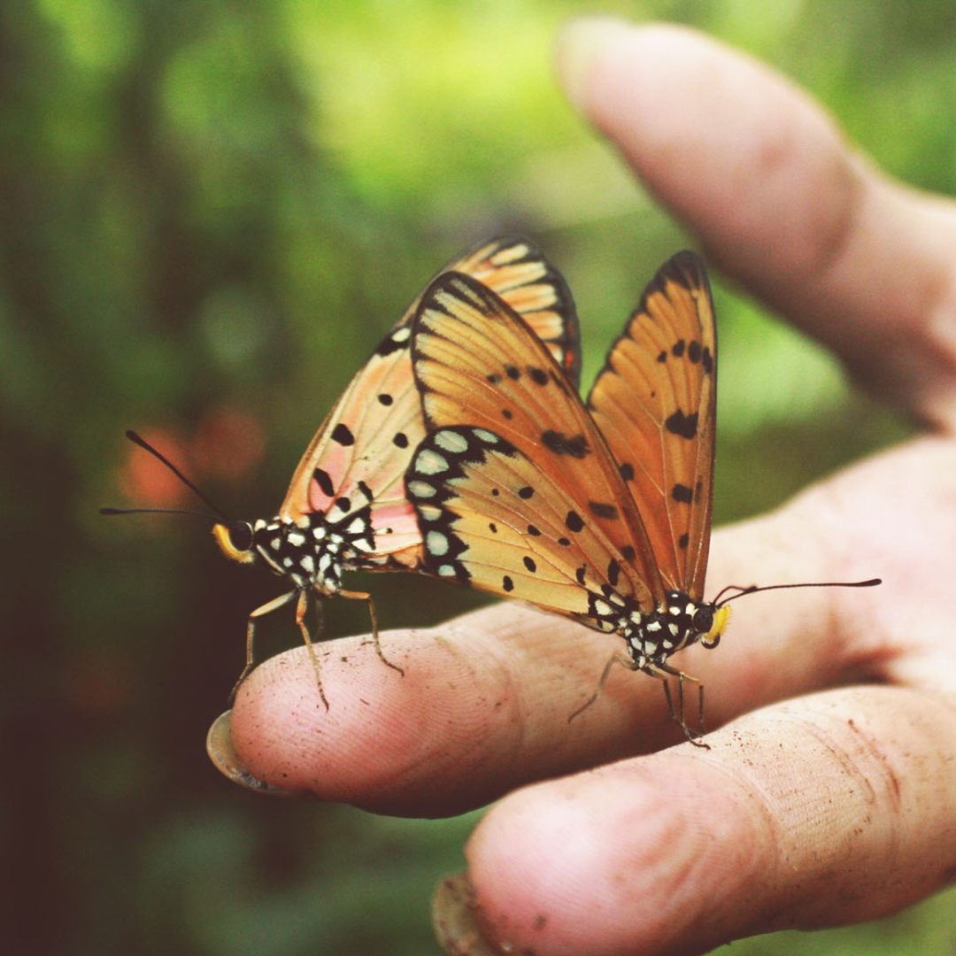 butterfly symbolizing change and transformatoin